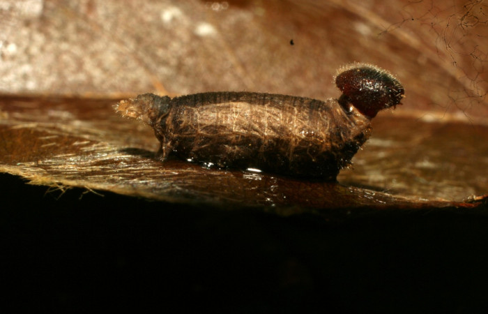 Fig.13 Parásitos de <i>Telegonus procrastinator</i></i> Momia de <i>Hyposoter</i></i> INB-42DHJ02. (Ichneumonidae)  Voucher: 10-SRNP-32286-DHJ477324.jpg