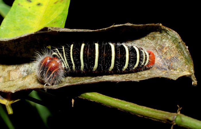 Fig.1  Larva <i>Telegonus procrastinator</i></i>  último estadío  vista dorsal , mostrando cabeza frontal. Voucher:05-SRNP-34585-DHJ420421.jpg