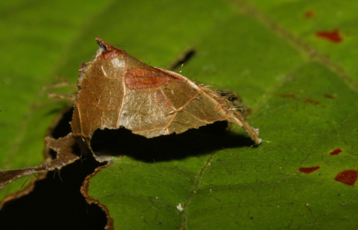 Fig. 2 Larva de <i>Telegonus inflatio</i></i> primeros estadíos ,mostrando forma de casita.  Voucher:  16-SRNP-30138-DHJ729184.jpg