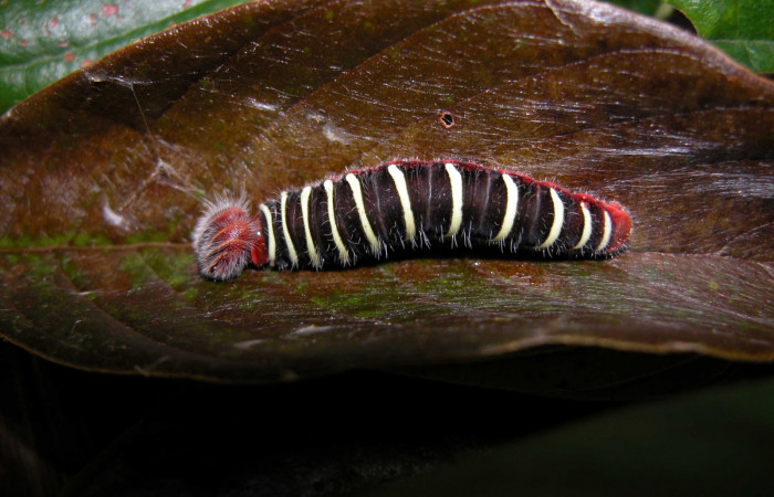 Fig. 3  Larva <i>Telegonus procrastinator</i></i> ultimo estadío vista dorsal.mostrando casita Voucher: 03-SRNP-21672-DHJ90913.jpg