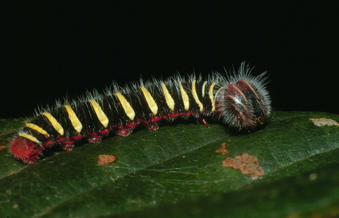 Fig. 5  Larva <i>Telegonus procrastinator</i></i> ulti mo estadío, vista lateral. Voucher:  03-SRNP-38625-DHJ80556.jpg
