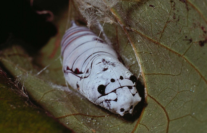 Fig. 6  Pupa <i>Telegonus procrastinator</i></i> vista frontal. Voucher:  80-SRNP-160-DHJ1131.jpg