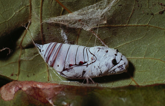 Fig. 7  Pupa <i>Telegonus procrastinator</i></i> vista lateral. Voucher:  80-SRNP-160-DHJ1135.jpg