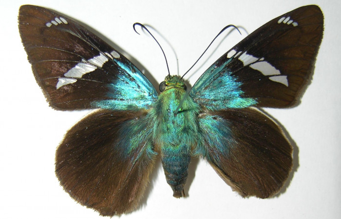 Fig. 8 Adulto <i>Telegonus procrastinator</i></i> mostrando parte dorsal , hembra. Voucher: 03-SRNP-21672-DHJ341156.jpg