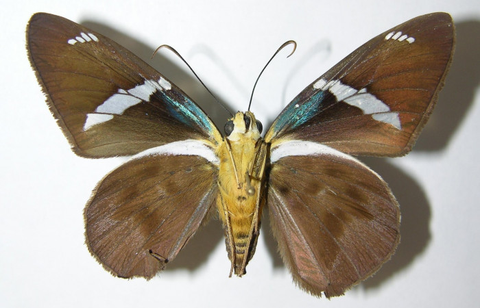 Fig. 9 Adulto [iTelegonus procrastinator</i> mostrando la parte ventral , hembra. Voucher: 03-SRNP-21672-DHJ341156.jpg.jpg