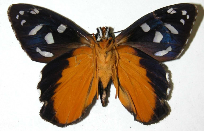 Fig.10 Adulto de <i>Phareas burnsi</i></i> mostrando la parte ventral,  Macho, Voucher: 02-SRNP-35232-DHJ36748.jpg