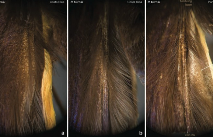 Fig.11 Estructura en ala posterior de macho de<i>Phareas burnsi</i></i>en forma de pluma,  tomado de articulo de descripción de especie.
