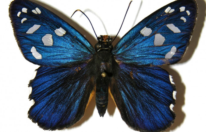 Fig.12 Adulto de <i>Phareas burnsi</i></i> mostrando la parte dorsal , Hembra, Voucher 04-SRNP-56226-DHJ306436.jpg