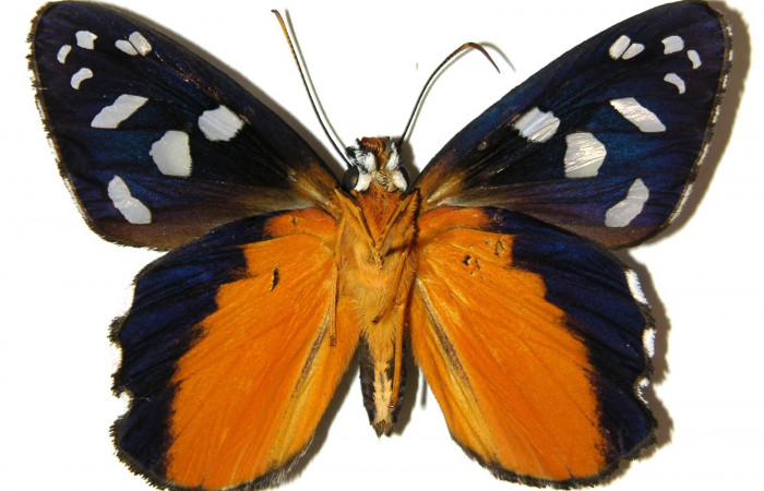 Fig.13  Adulto de <i>Phareas burnsi</i></i> mostrando la parte ventral , Hembra.  Voucher: 04-SRNP-56226-DHJ306437.jpg