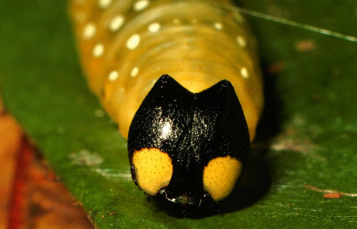 Fig.1  Larva de <i>Phareas burnsi</i></i> último estadío  vista lateral, mostrando cabeza frontal. Voucher: 01-SRNP-9030-DHJ58490 jpg