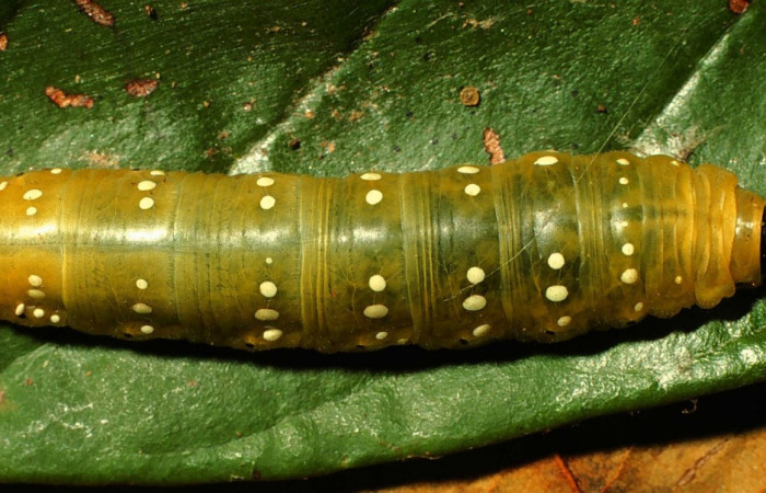 Fig. 2 Larva de  <i>Phareas burnsi</i></i> penultimo estadío ,mostrando forma de puntos Voucher:  01-SRNP-9030-DHJ58476.jpg