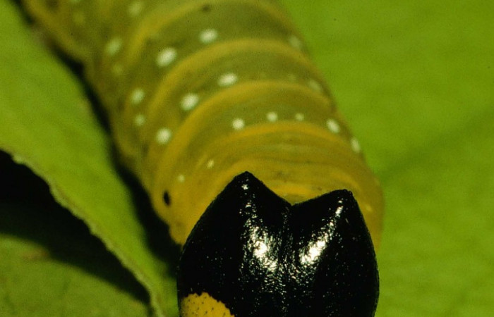 Fig. 3  Larva <i>Phareas burnsi</i></i> penultimo estadío vista frontal, Voucher: 95-SRNP-576-DHJ21983.jpg