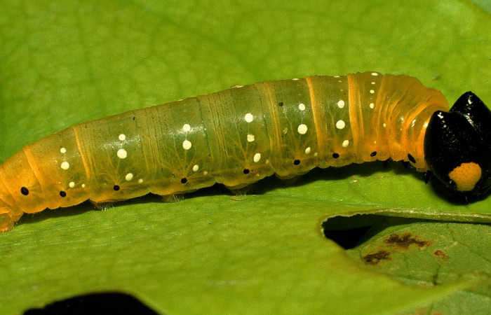 Fig. 5 Larva de <i>Phareas burnsi</i></i> ultimo estadío vista lateral,  Voucher: 95-SRNP-576-DHJ21976.jpg