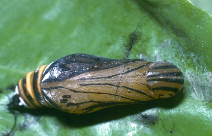 Fig. 7  Pupa de <i>Phareas burnsi</i></i> mostrando la parte ventral.  Voucher: 04-SRNP-31800-DHJ82599.jpg