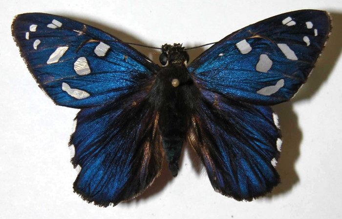 Fig. 9 Adulto de <i>Phareas burnsi</i></i> mostrando la parte dorsal ,  macho Voucher: 02-SRNP-35232-DHJ36747.jpg