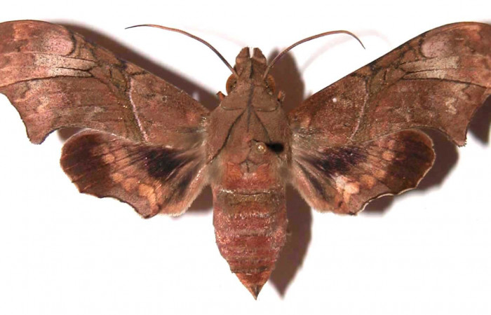 Fig.01. Hembra de <i>Aleuron neglectrum</i></i> (Sphingidae), vista dorsal, 56mm de longitud. Voucher: 02-SRNP-14889-DHJ35666.jpg.