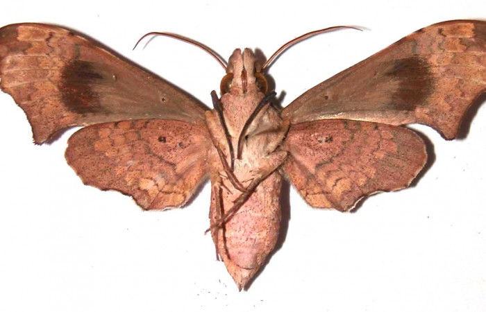 Fig. 02. Hembra de <i>Aleuron neglectrum</i></i> (Sphingidae), vista ventral, 56mm de longitud. Voucher: 02-SRNP-14889-DHJ35667.jpg.