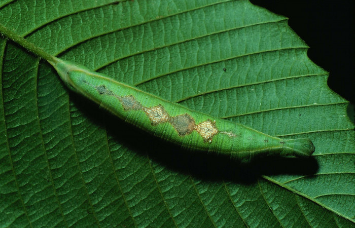 Fig. 03. Larva de <i>Aleuron iphis</i></i> (Sphingidae), vista dorsal, 47mm de longitud. Voucher: 82-SRNP-645-DHJ4517.jpg.