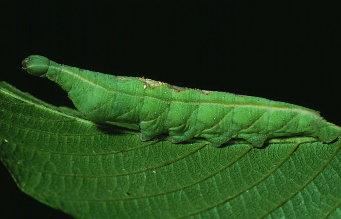Fig.05. Larva de <i>Aleuron iphis</i></i> (Sphingidae), vista lateral, 50mm de longitud, último estadío. Voucher: 82-SRNP-645-DHJ4521jpg.