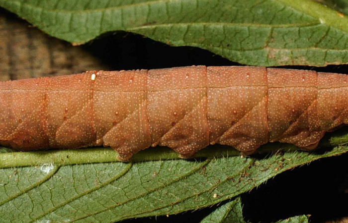 Fig.06. Larva de <i>Aleuron iphis</i></i> (Sphingidae), vista lateral, 60mm de longitud, último estadío, cambia a café en días próximo a prepupar. Voucher: 99-SRNP-6007-DHJ51296.jpg.