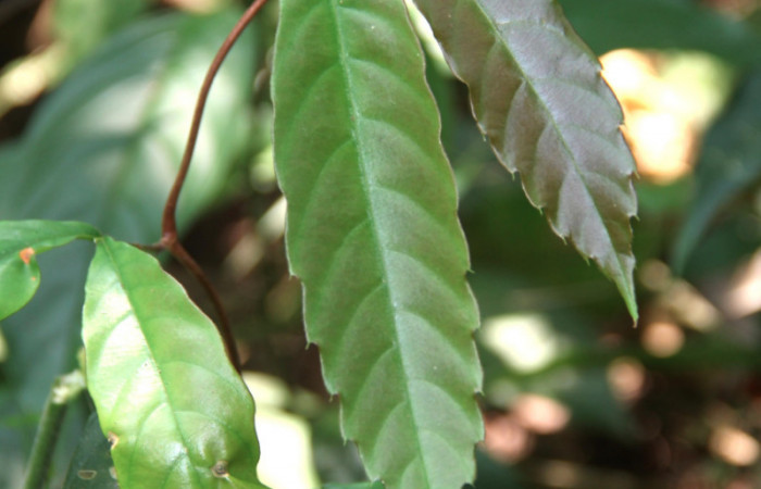 Fig.07. <i>Doliocarpus dentatus</i></i> (Dilleniaceae), liana de sitios boscosos y abiertos, planta hospedera de especies del género <i>Aleuron</i></i>. 