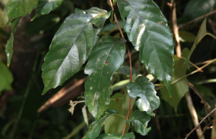 Fig.08. <i>Doliocarpus dentatus</i></i> (Dilleniaceae), liana de sitios boscosos y abiertos, planta hospedera de especies del género <i>Aleuron</i></i>. 