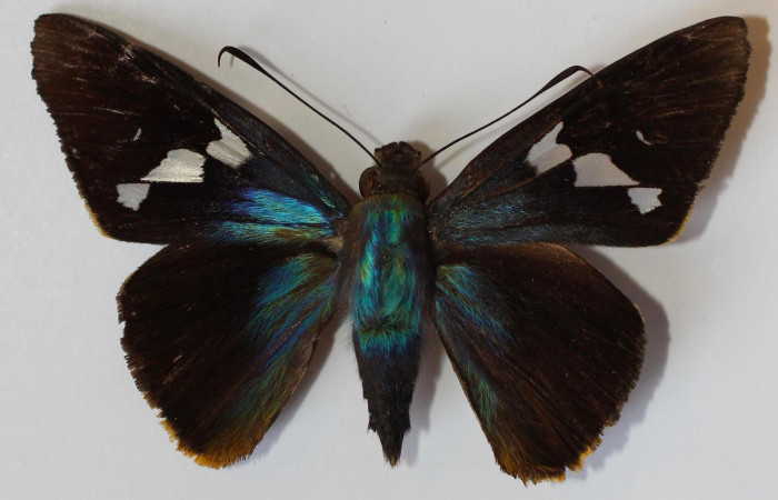 Fig.1. Adulto de <i>Perichares deceptus</i></i>. Hembra 51mm de longitud vista dorsal. Voucher: 13-SRNP-35569-DHJ585784.jpg.