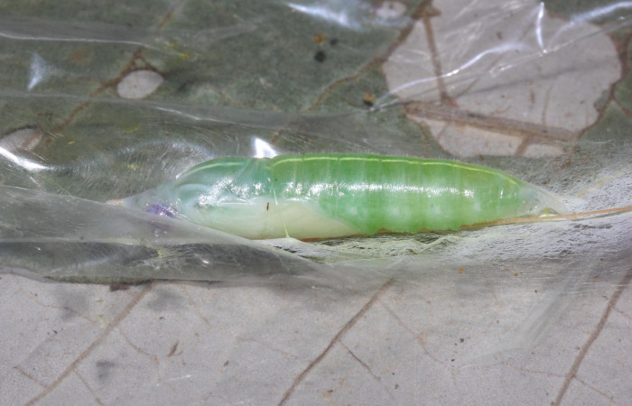 Fig.10. Pupa de <i>Perichares deceptus</i></i>. 38mm  de longitud  vista lateral. Voucher : 17-SRNP-32445-DHJ740879.jpg.