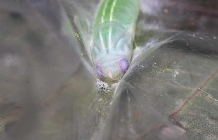 Fig.11. Pupa de <i>Perichares deceptus</i></i>. 38mm  de longitud  vista frontal. Voucher : 17-SRNP-32445-DHJ740881.jpg.