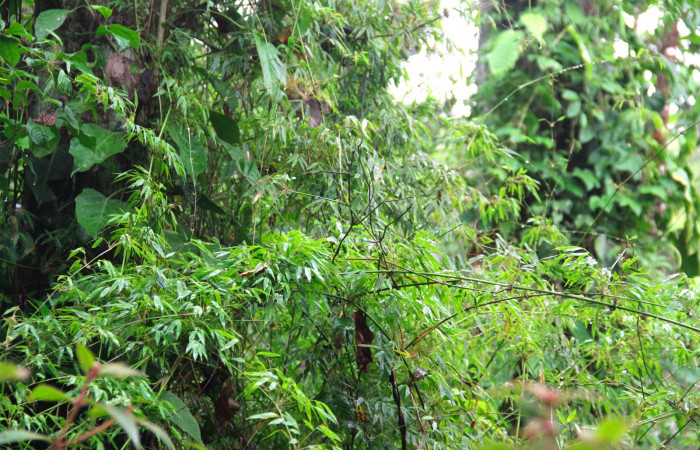 Fig.12. Planta hospedera de <i>Perichares deceptus</i></i>, <i>Rhipidocladum racemiflorum</i></i>