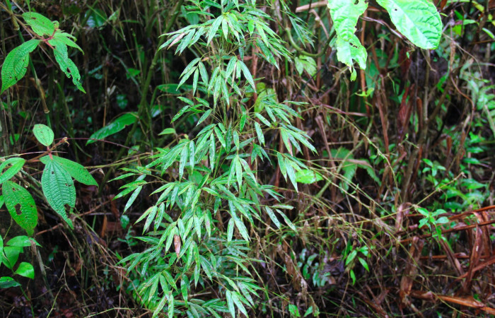 Fig.13. Planta hospedera de <i>Perichares deceptus</i></i>, <i>Rhipidocladum racemiflorum</i></i>