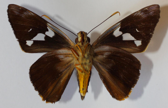 Fig.2. Adulto de <i>Perichares deceptus</i></i> Hembra 51mm de longitud vista ventral. Voucher: 13-SRNP-35569-DHJ585785.jpg. 