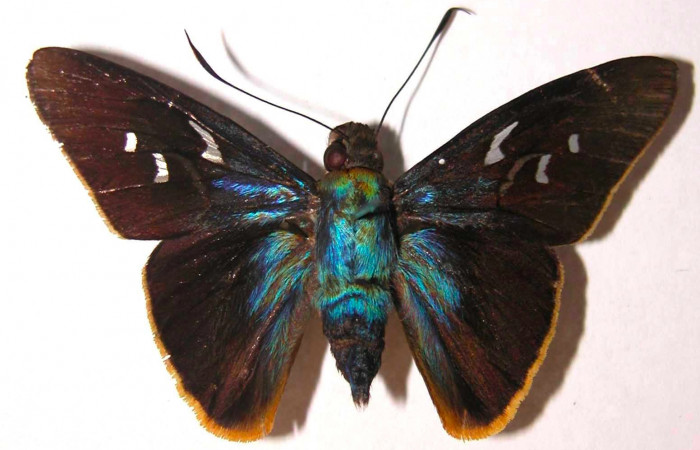 Fig.3. Adulto de <i>Perichares deceptus</i></i>. Macho 50mm de longitud vista dorsal. Voucher: 03-SRNP-4930-DHJ38200.jpg.
