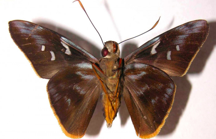 Fig.4. Adulto de <i>Perichares deceptus</i></i>. Macho 50mm de longitud vista ventral. Voucher: 03-SRNP-4930-DHJ38201.jpg.
