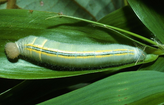 Fig.5.Larva de <i>Perichares deceptus</i></i>. 40mm de longitud último estadio. Voucher : 03-SRNP-4930-DHJ73629.jpg.