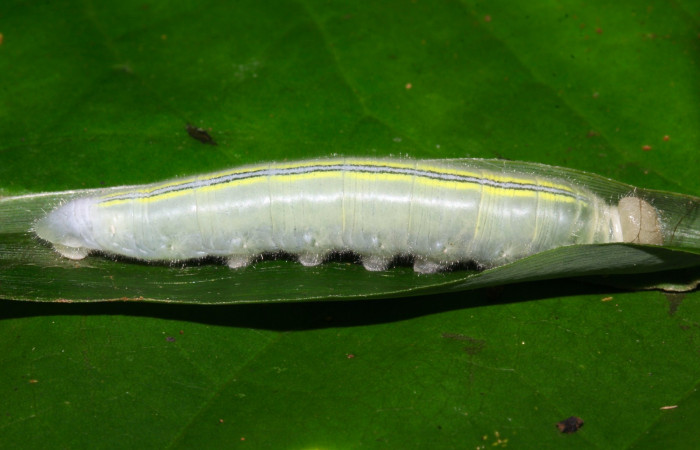 Fig.6. Larva de <i>Perichares deceptus</i></i>. 55mm de longitud último estadio. Voucher : 17-SRNP-32445-DHJ740724.jpg.