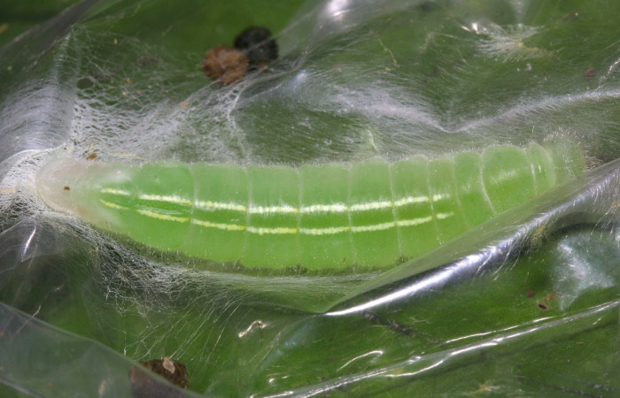 Fig.8. Prepupa de <i>Perichares deceptus</i></i>. 37mm de longitud. Voucher : 17-SRNP-32445-DHJ740760.jpg.