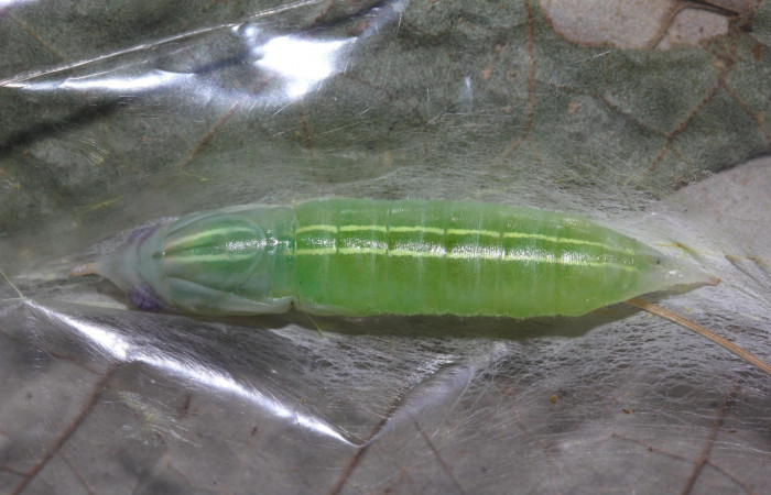 Fig.9.Pupa de <i>Perichares deceptus</i></i>. 38mm  de longitud vista dorsal. Voucher : 17-SRNP-32445-DHJ740880.jpg.