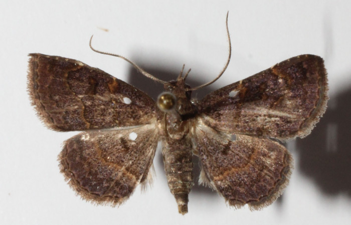 Fig.11 Adulto <i>Antiblemma laranda</i></i>  dorsal. Hembra. Voucher: 01-SRNP-6901-DHJ315370.jpg