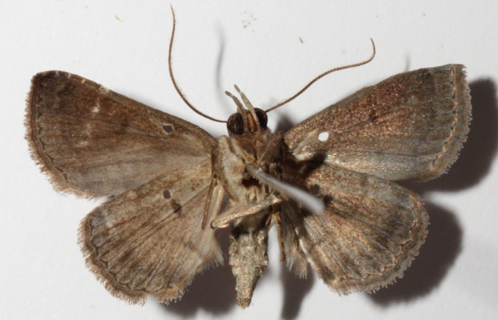 Fig.12 Adulto <i>Antiblemma laranda</i></i>  ventral. Hembra. Voucher: 01-SRNP-6901-DHJ315371.jpg