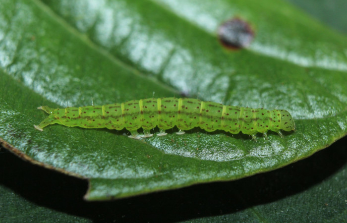 Fig.1 Larva <i>Antiblemma</i></i> Poole33  en penúltimo estadío mostrando la parte lateral.  Voucher:  15-SRNP-70264-DHJ726840.jpg