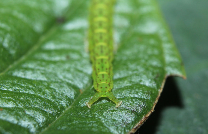 Fig.2 Larva  <i>Antiblemma</i></i> Poole33 en último estadío mostrando la parte propatas, característica. importante de la familia Erebidae Voucher: 15-SRNP-70264-DHJ726841.jpg