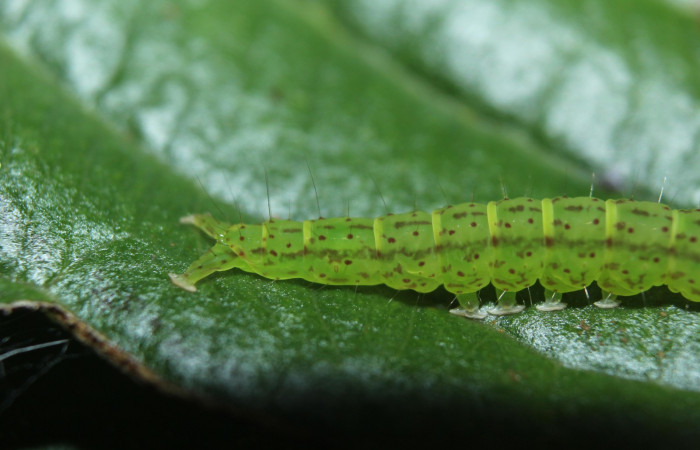 Fig .3  Larva <i>Antiblemma</i></i> Poole33 en último estadio mostrando rayas dorsales carácter importante de la especie. Voucher: 15-SRNP-70264-DHJ726843.jpg