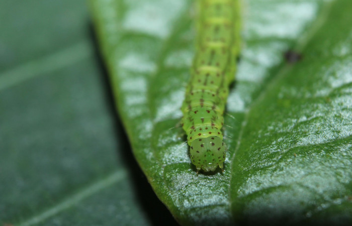 Fig.4 Larva <i>Antiblemma</i></i> Poole33  en último estadio mostrando marchitas del cuerpo.  Voucher:  15-SRNP-70264-DHJ726842.jpg