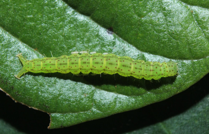 Fig. 5 Larva <i>Antiblemma</i></i> Poole33 en último estadio mostrando comparación entre <i>Antiblemma laranda</i></i> .  Voucher: 15-SRNP-70264-DHJ726845.jpg