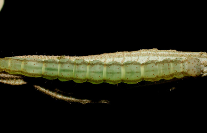 Fig.6 Larva <i>Antiblemma laranda</i></i> mostrando  parte dorsal, comparación entre especies.  Voucher: 08-SRNP-35882-DHJ441403.JPG