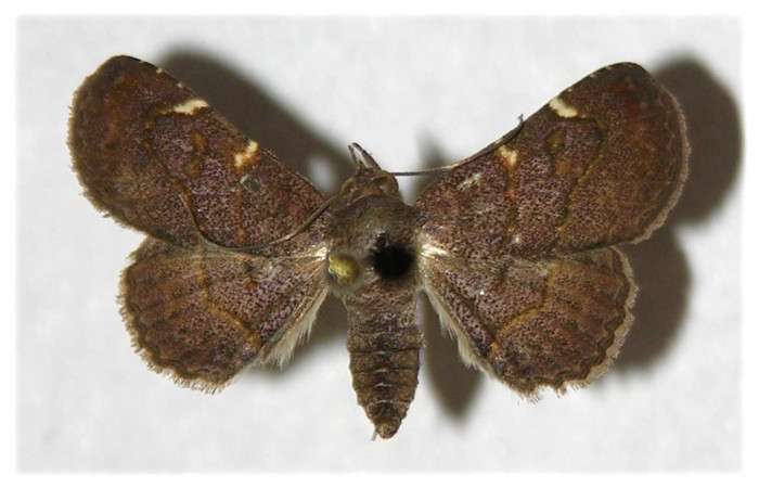 Fig.7 Adulto <i>Antiblemma</i></i> Poole33  dorsal. hembra. Voucher:  05-SRNP-3804-DHJ320804.jpg