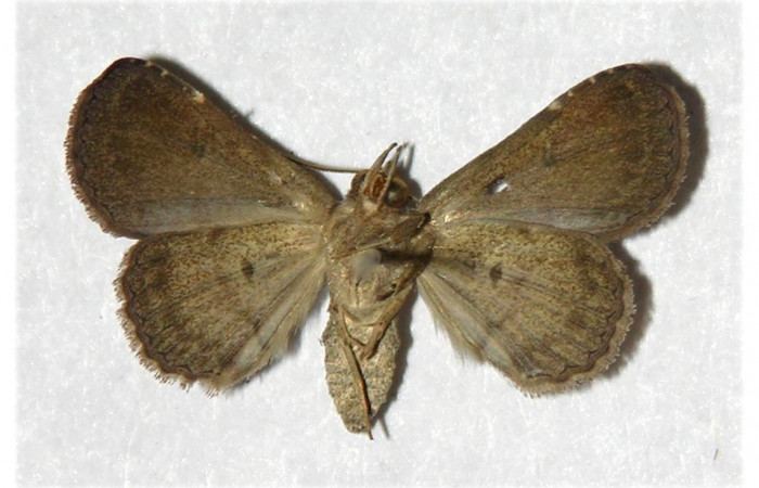 Fig.8 Adulto <i> </i><i>Antiblemma</i></i> Poole33 ventral. hembra. Voucher:   05-SRNP-3804-DHJ320805.jpg