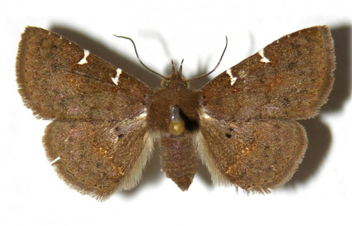 Fig.9 Adulto <i>Antiblemma</i></i> Poole33  dorsal. macho. Voucher:  15-SRNP-70194-DHJ905748.jpg