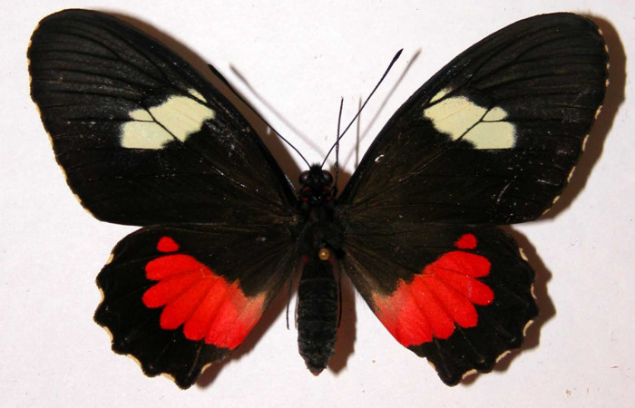 Fig.1. Adulto vista dorsal de la hembra <i>Parides lycimenes</i></i>(Papilionidae),  mide 72mm Tang.elo Sector Del Oro, 410 m. 01-SRNP-9910.01-DHJ34406.